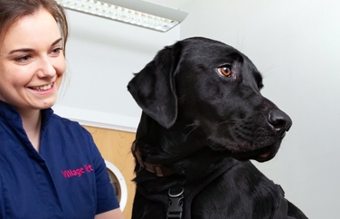 Village Vet (Whittlesford) Gallery Image 3