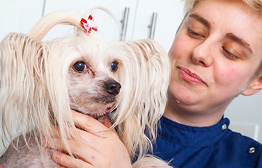 Village Vet (Winchmore Hill) Gallery Image 2