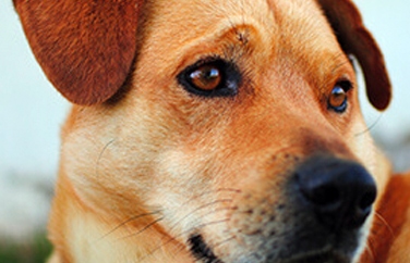 Village Vet (Winchmore Hill) Gallery Image 3