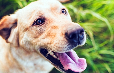 Warren House Veterinary Group Walderslade Gallery Image 2