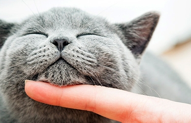 Warren House Veterinary Group Walderslade Gallery Image 3