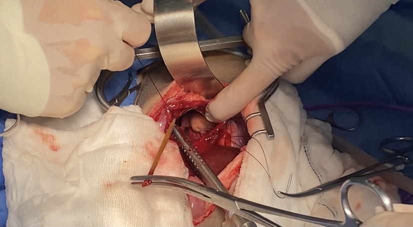 Pet Pug Saved By LVS After Swallowing Kebab Skewer