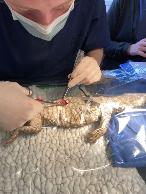 608 Vets Assess Scale Of Problem In Revealing Op On African Lizard