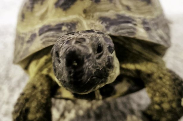 Tortoise who swallowed six screws has specialist surgery in Kent