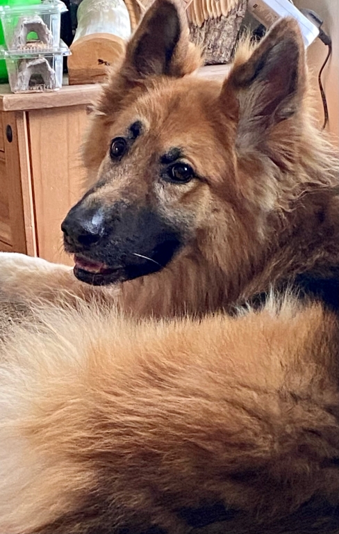 Specialist Vet Identifies Rare Condition In German Shepherd