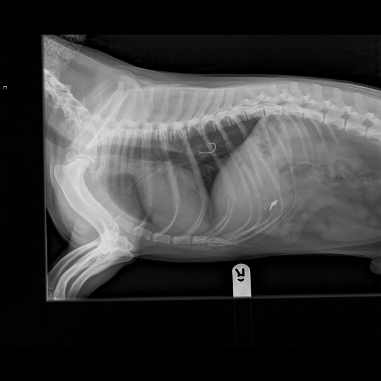 Dog's Fish Hook Horror Dealt With By West Midlands Referrals