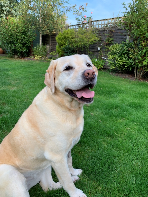 Emergency Eight-hour Operation Saves Life Of Perilously-ill Pet