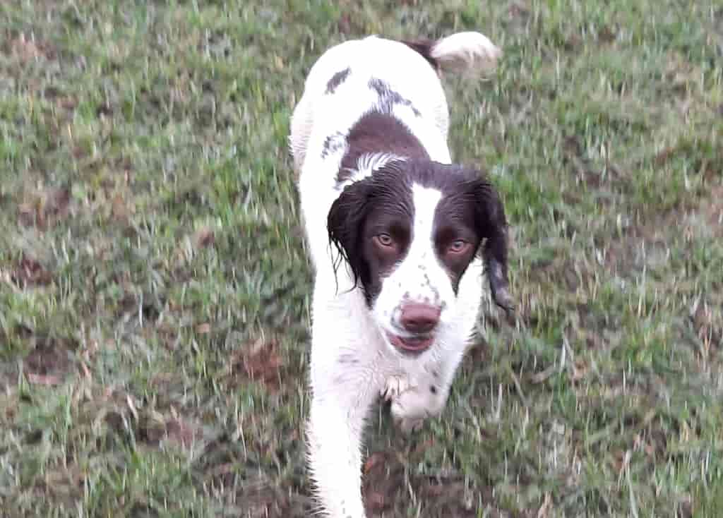 Puppy Recovers From Debilitating Illness After Eating Cattle Bolus