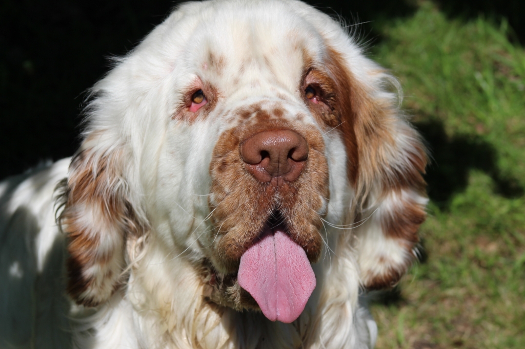Giant Clumber Spaniel Can See Again After 'facelift' At Penrith Vets