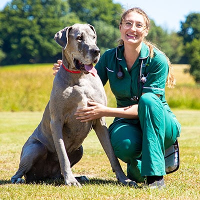 clinical rvn and great dane ndsr