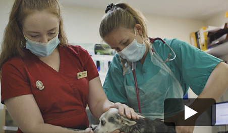 Linnaeus Nurse Video