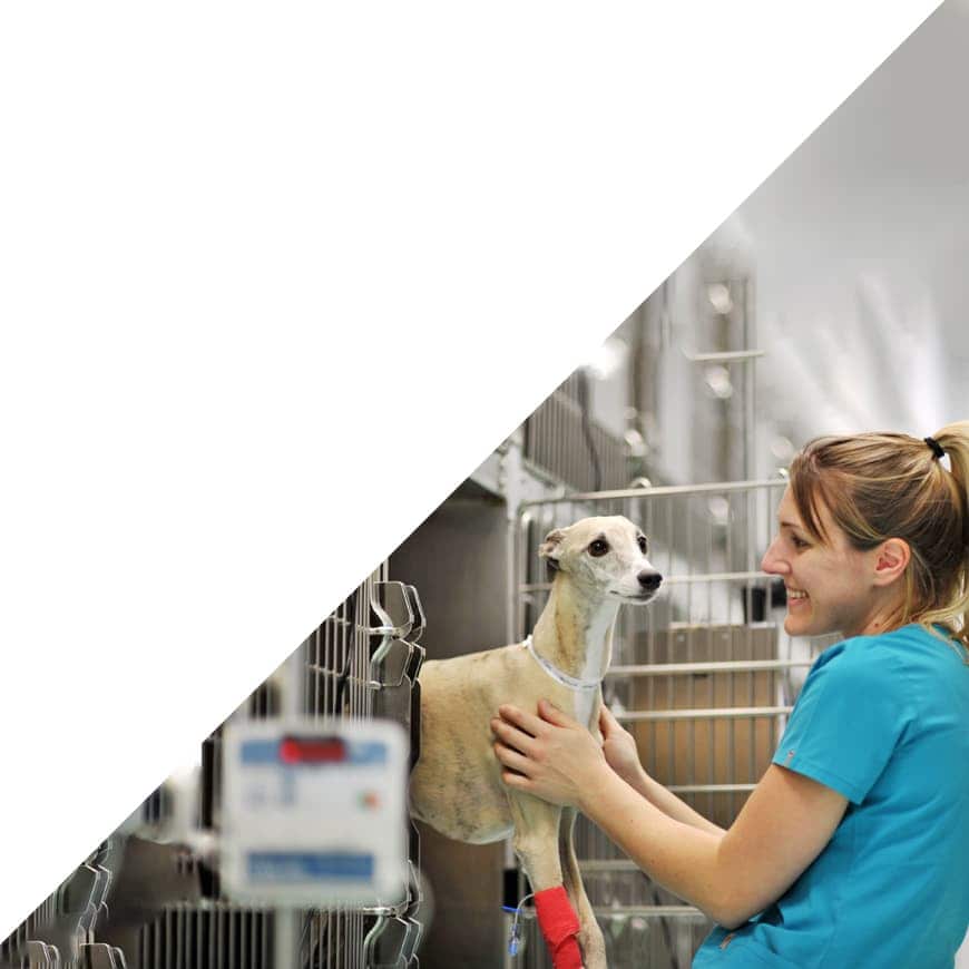 veterinary nursing support team