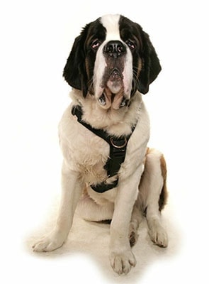 dog-yogi-studio-shot