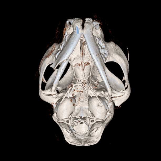 Anderson Moores Saves Car Crash Cat Left In Critical Condition