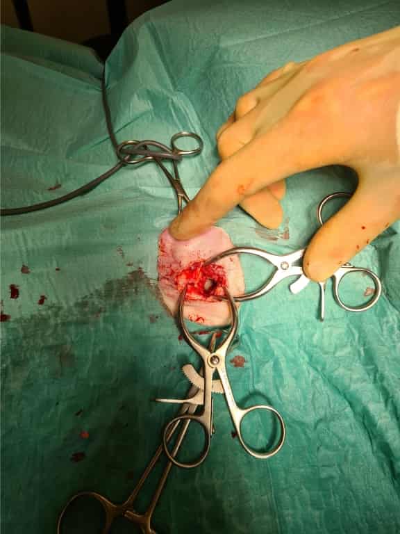 Banana Drama As West Midlands Referrals Team Treat Rescue Cat