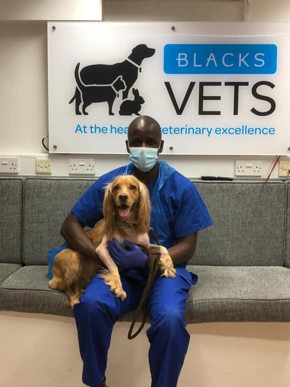 Blacks Vets Use 3D Imaging To Cure Crooked Cocker Spaniel