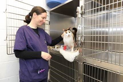 Cats get the cream at silver standard Kentdale Referrals