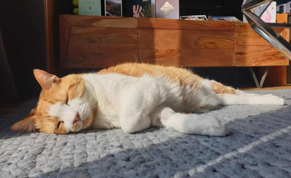 Cat's Lifesaving Electrochemotherapy Treatment At NDSR