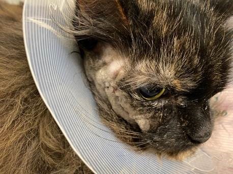 Maxillofacial surgeon unlocks rare feline TMJ problem