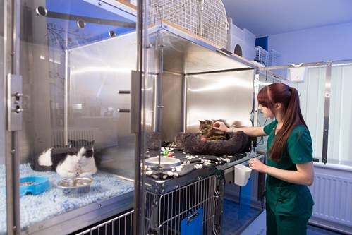 Cinque Ports Veterinary Hospital Retains Top Feline Status