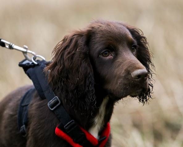 Wear referrals carry out rare lifesaving op on pup