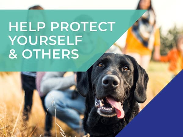 Advice for pet owners and COVID-19 (Coronavirus)