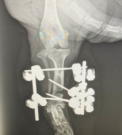 Corrective surgery at WMR transforms life of deformed dachshund