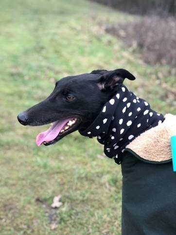 Dog given slim chance of survival beats odds thanks to LVS