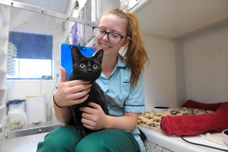 Eastcott Offering Gold-star Treatment For Cats