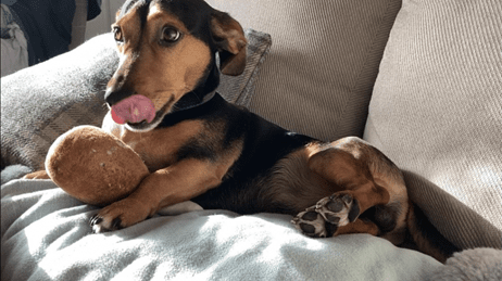 Eddie's lifesaving lick of the lips leads to pioneering cure