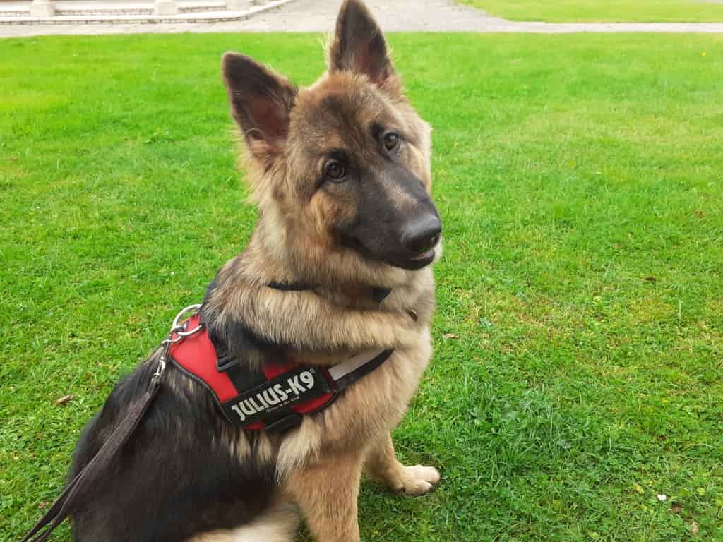 Expert Wear Team Combines To Successfully Treat German Shepherd