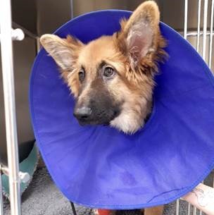 Somerset Vets save puppy's life twice