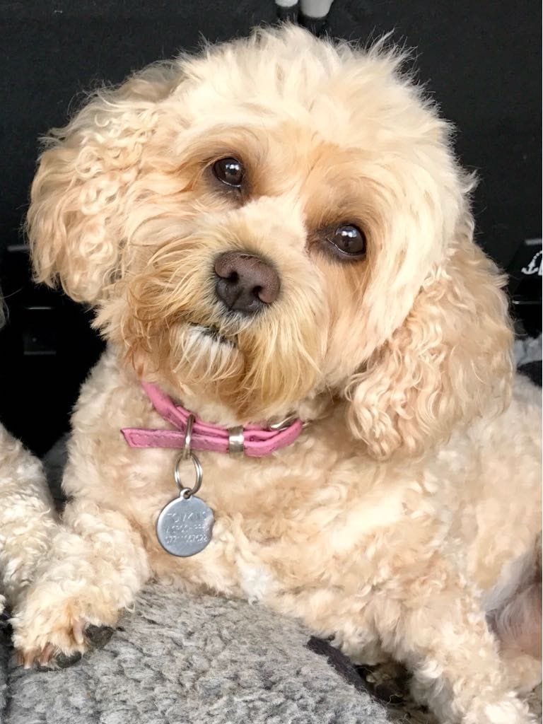 HONEY, I SHRUNK THE TUMOUR! LIFE’S A BEACH AS DOG’S CANCER VANISHES