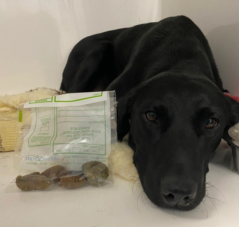 Hungry Labrador Feeling Fine After Shedding A Few Stones