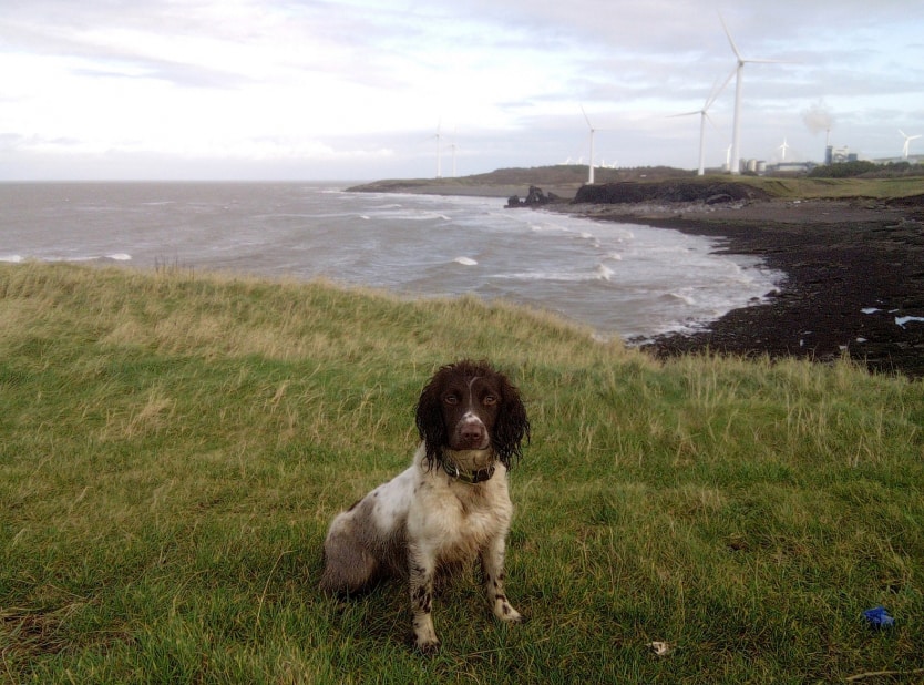 Hero Police Dog Returns To Line Of Duty After Top Care At Kentdale