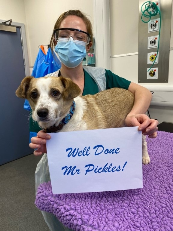 Life Smelling Of Roses For Rescue Dog After Rare Cancer Treatment At Willows