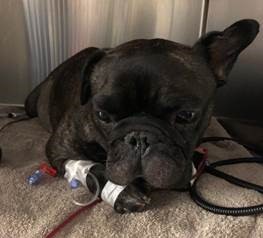 Multidisciplinary approach at LVS solves twisted spleen case