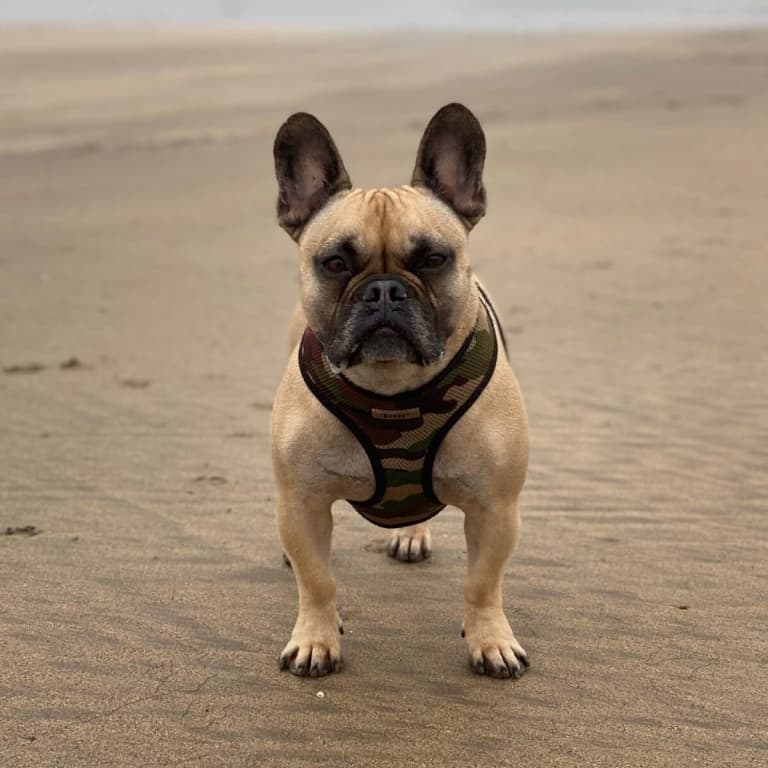 Intricate Spinal Surgery At Cave Veterinary Specialists Helps Paralysed French Bulldog Walk Again