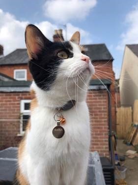 Multidisciplinary hospital saves deaf cat from going blind