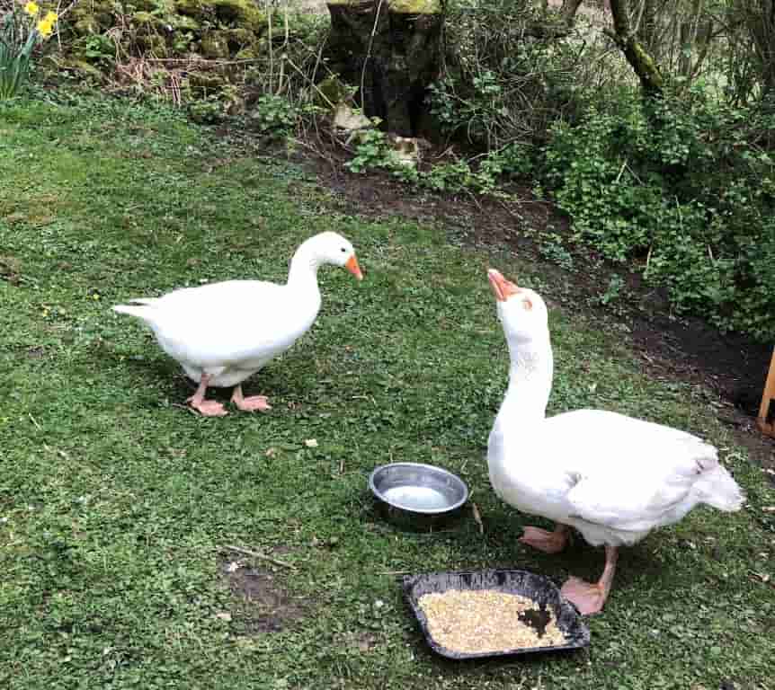 No Looking Back For Dougal The Goose Thanks To Eye Vet