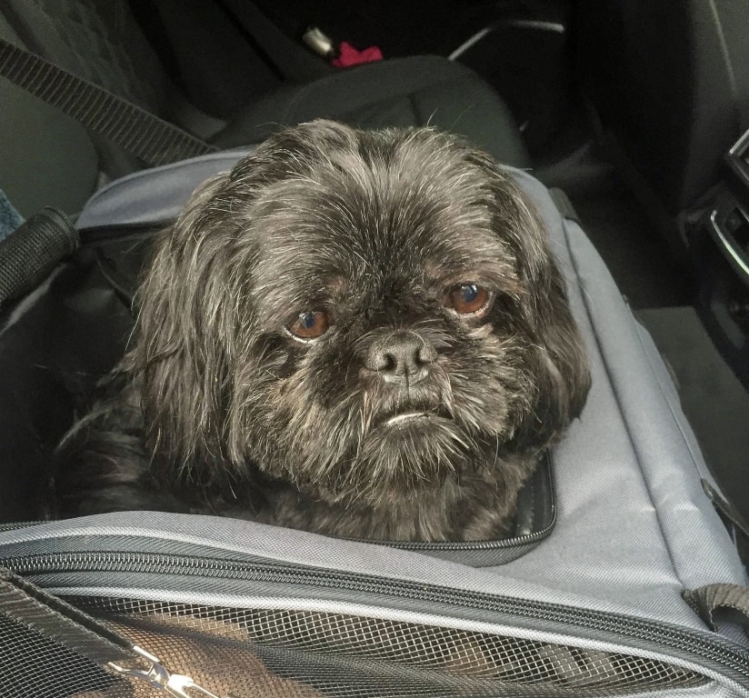 Paragon Specialist Overcomes Mystery Of Pet Dog Suffering From Rare Bone Marrow Condition