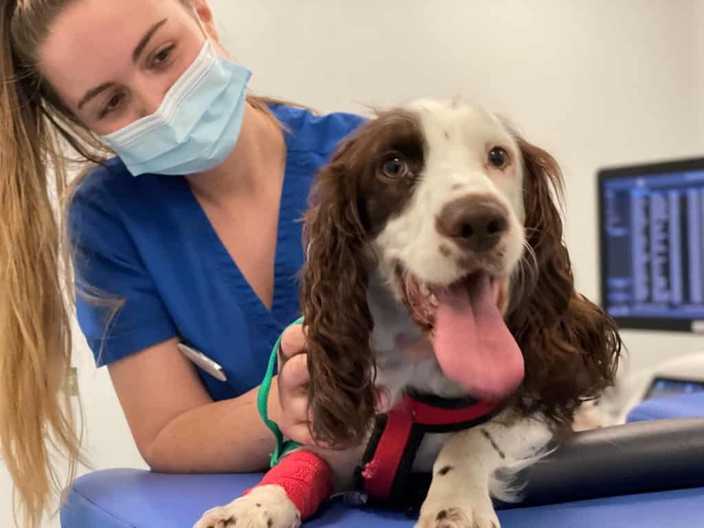 Paragon Veterinary Referrals' New Interventional Cardiology Service Saves Lives Of Three Puppies