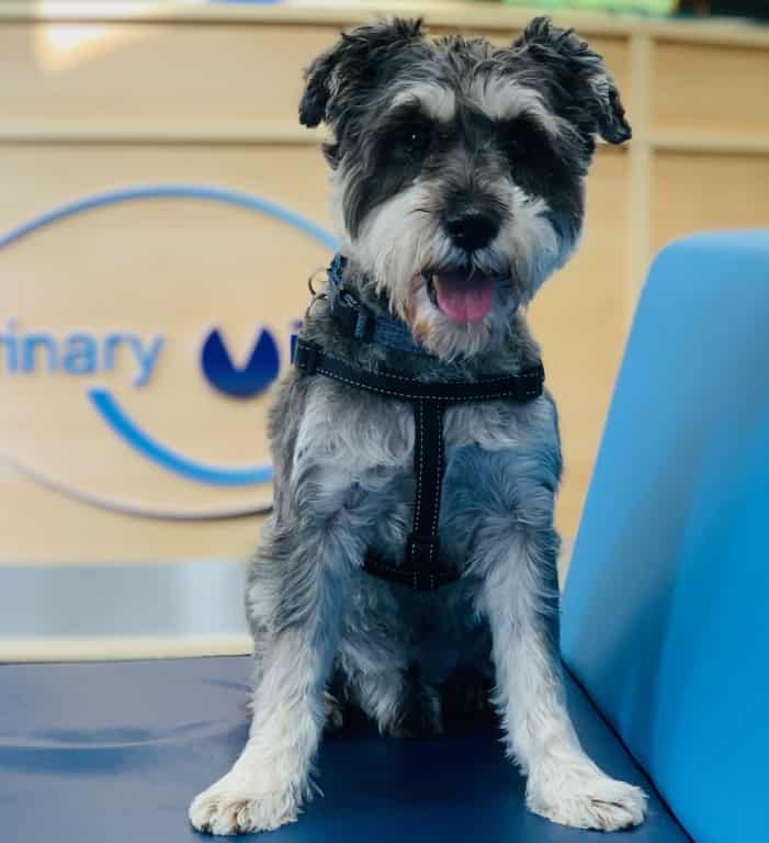 Penrith Vets Remove Beloved Pet Dog's Eye Tumour And Repair Damage With A Piece Of His Ear