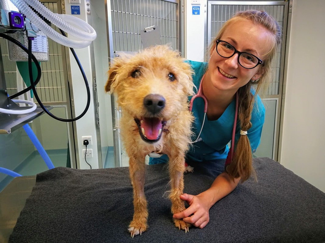 URGENT APPEAL FOR BLOOD DONORS TO HELP SAVE POORLY PUPS