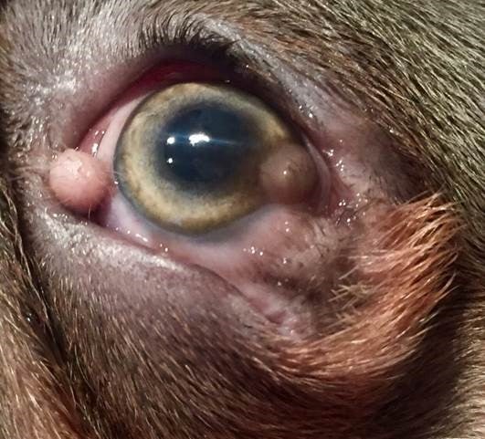 Eye Vet Saves Sight Of Puppy With 'shocking' Congenital Corneal Disease