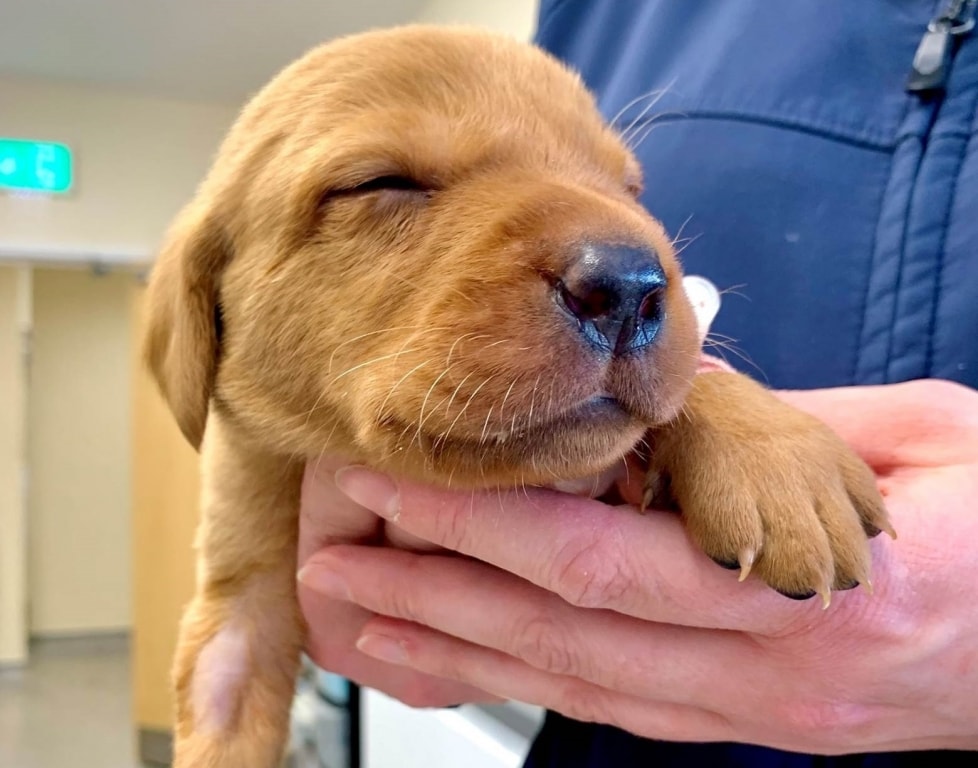 Penrith Vet's Remarkable Sight-saving Surgery Transforms Tiny Labrador Puppy's Life
