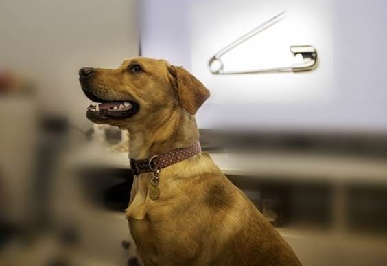 Sharp-thinking Vets Praised For Open And Shut Case Of Safety Pin-swallowing Puppy