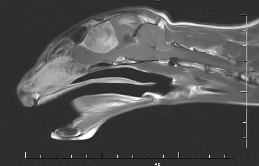 Somerset Vet Removes 