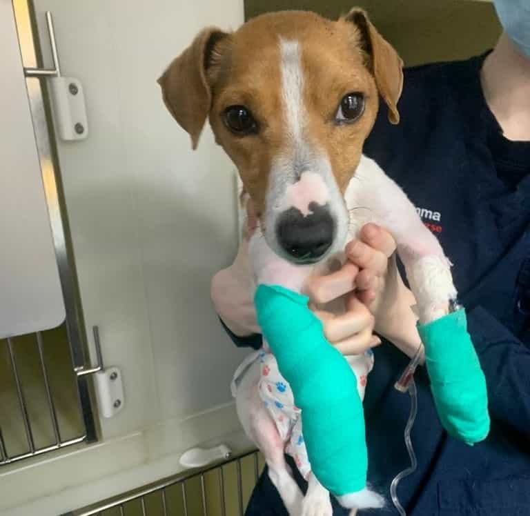 Terrier Ted Wins Epic Fight For Life With Help From My Vet