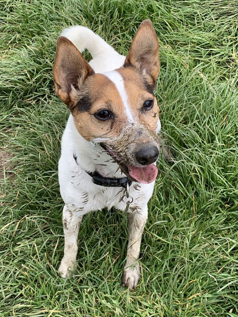 Spectacular” treatment success for dog given days to live after nasal tumour diagnosis